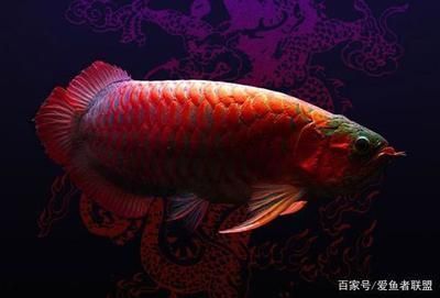 龍魚魚友微信群（關于龍魚魚友微信群的相關信息）