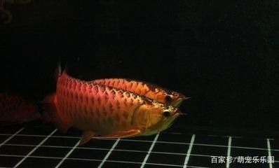 龍魚怎么看品相圖解：如何通過觀察龍魚的外觀來判斷其品相