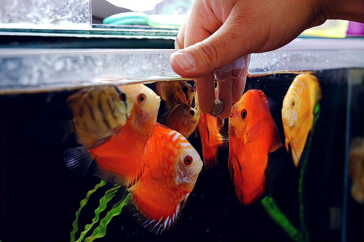 龍魚(yú)掉眼手術(shù)后多久可以喂食