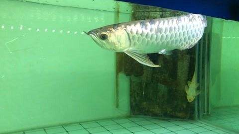 怎樣防止金龍魚跳缸（如何預(yù)防金龍魚跳缸）