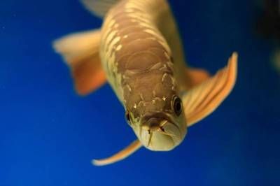 怎樣防止金龍魚跳缸（如何預(yù)防金龍魚跳缸）