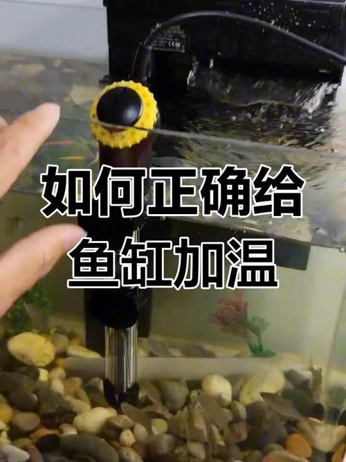 哪種加熱棒適合龍魚缸