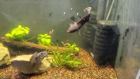 奶茶雷龍混養(yǎng)什么小魚