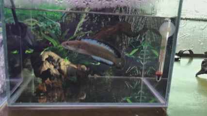 奶茶雷龍混養(yǎng)什么小魚