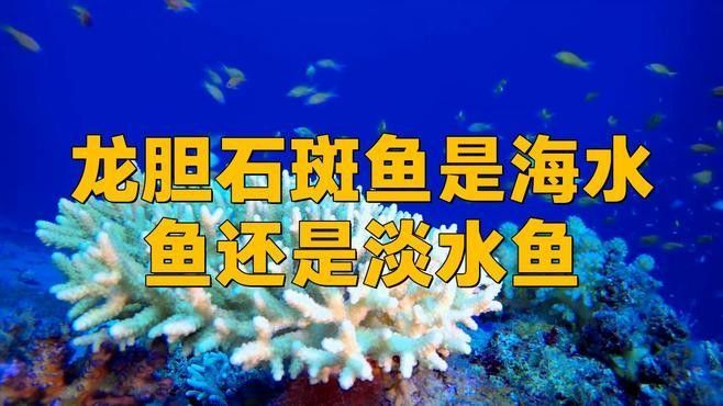 龍躉和巨石斑魚有什么區別？
