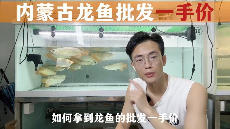 哪里賣龍魚便宜