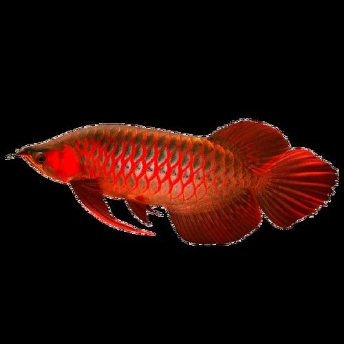 哪里賣龍魚便宜