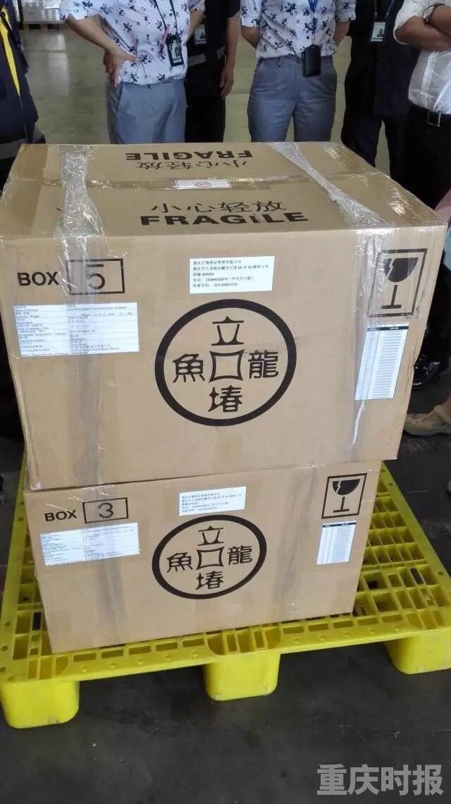 中國金龍魚生活在哪里呢