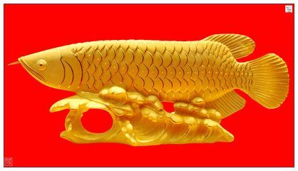 金龍魚(yú)吉祥語(yǔ)是什么：金龍魚(yú)吉祥語(yǔ)是什么金龍魚(yú)吉祥語(yǔ)是什么