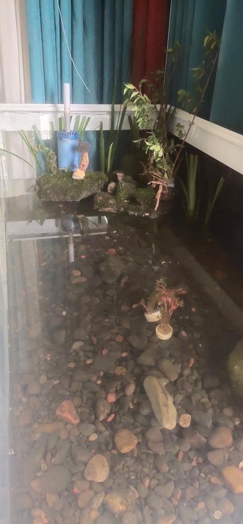 龍魚魚缸造景圖片大全大圖