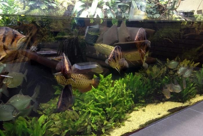 龍魚魚缸造景圖片大全大圖