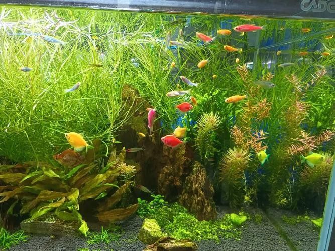 龍魚魚缸造景圖片大全大圖