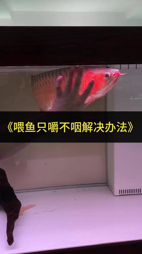 金龍魚受到驚嚇拒食怎么辦