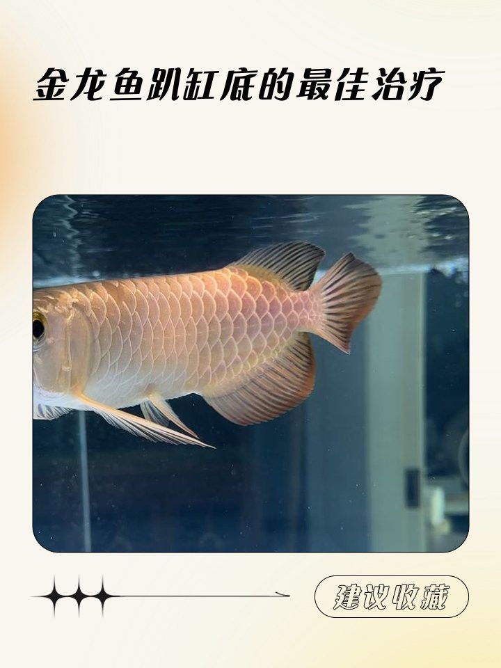 金龍魚受到驚嚇拒食怎么辦