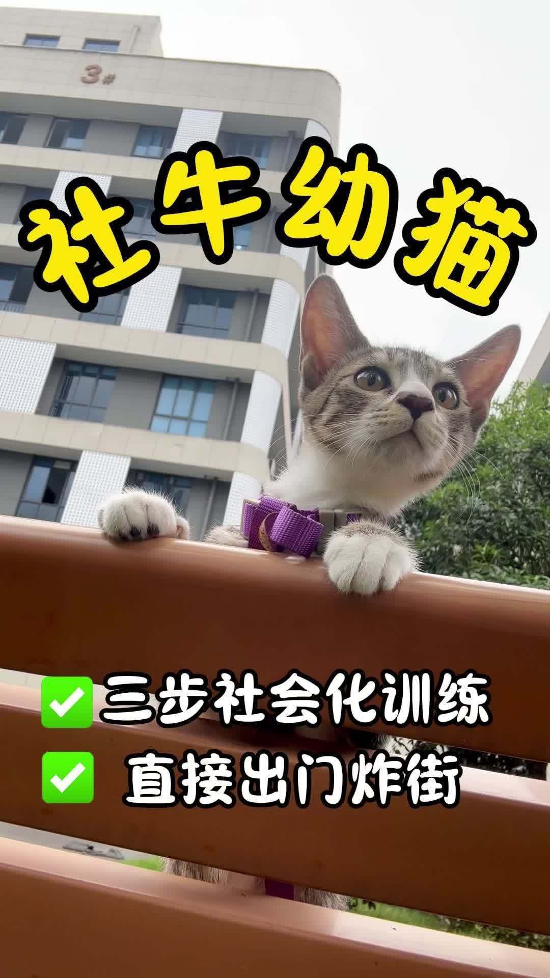 紅龍犬社會化訓練需要多長時間
