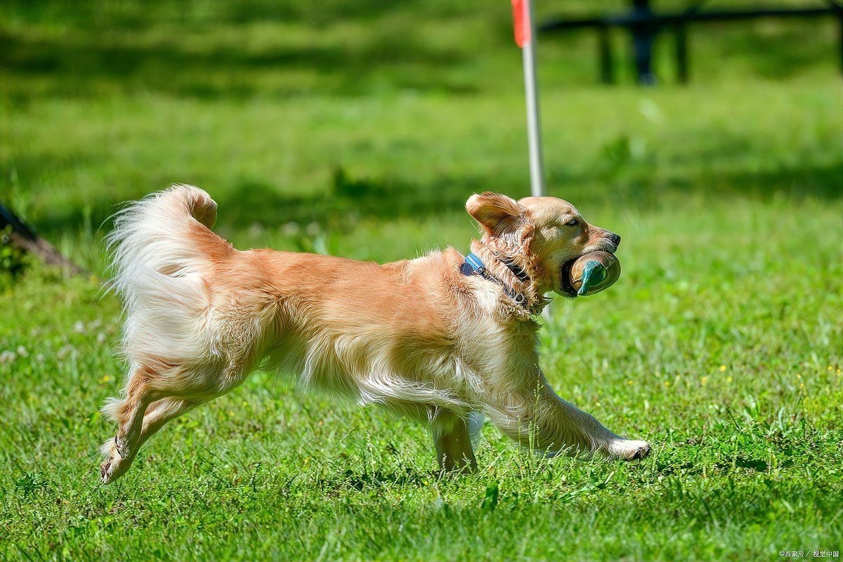 紅龍犬社會化訓練需要多長時間