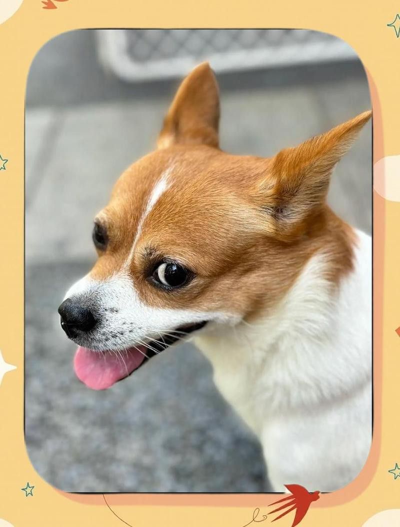 紅龍犬社會化訓練需要多長時間