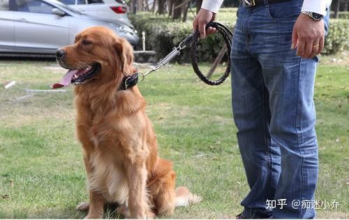 紅龍犬社會化訓練需要多長時間
