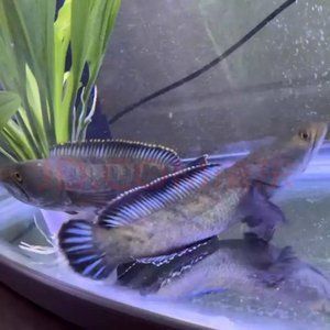 彩虹雷龍魚的壽命：彩虹雷龍魚的壽命通常在5-10年之間
