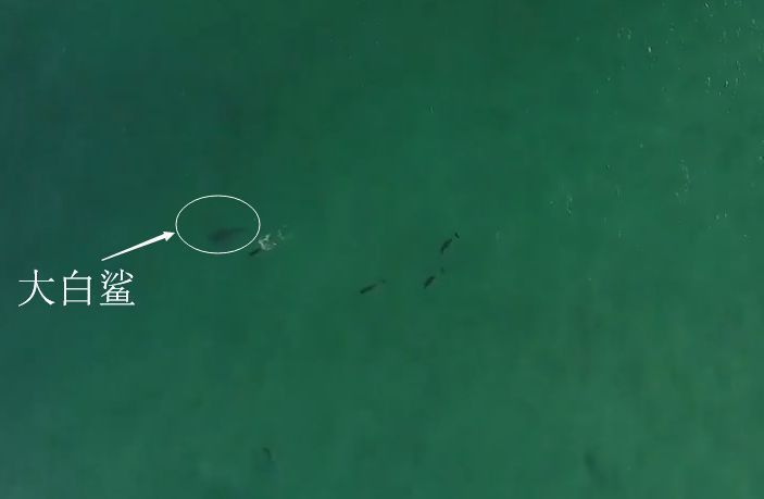 海豚群體戰(zhàn)術對抗大白鯊，大白鯊捕獵策略與海豚反應對比海豚與大白鯊互動中的聲波作用