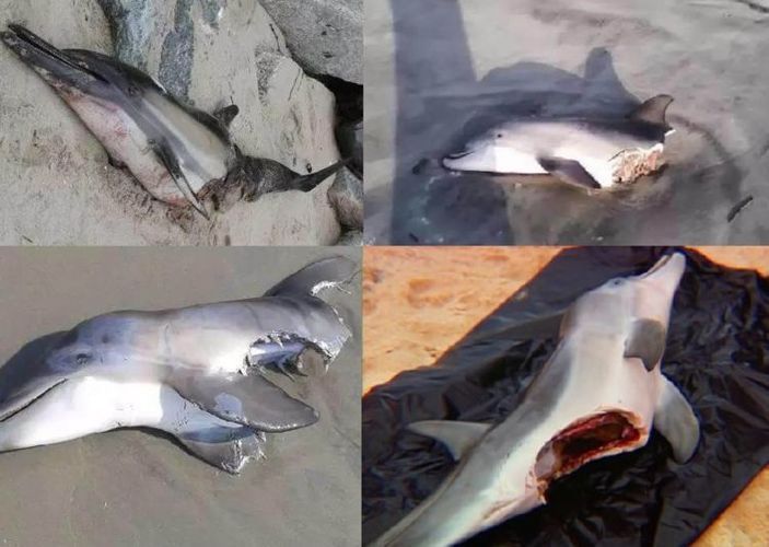海豚群體戰(zhàn)術對抗大白鯊，大白鯊捕獵策略與海豚反應對比海豚與大白鯊互動中的聲波作用