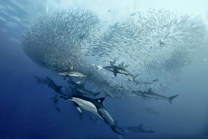 海豚群體戰(zhàn)術對抗大白鯊，大白鯊捕獵策略與海豚反應對比海豚與大白鯊互動中的聲波作用