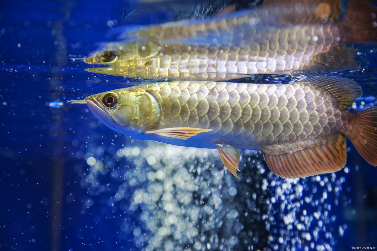 B過金龍魚的最佳飼養環境是怎樣的？