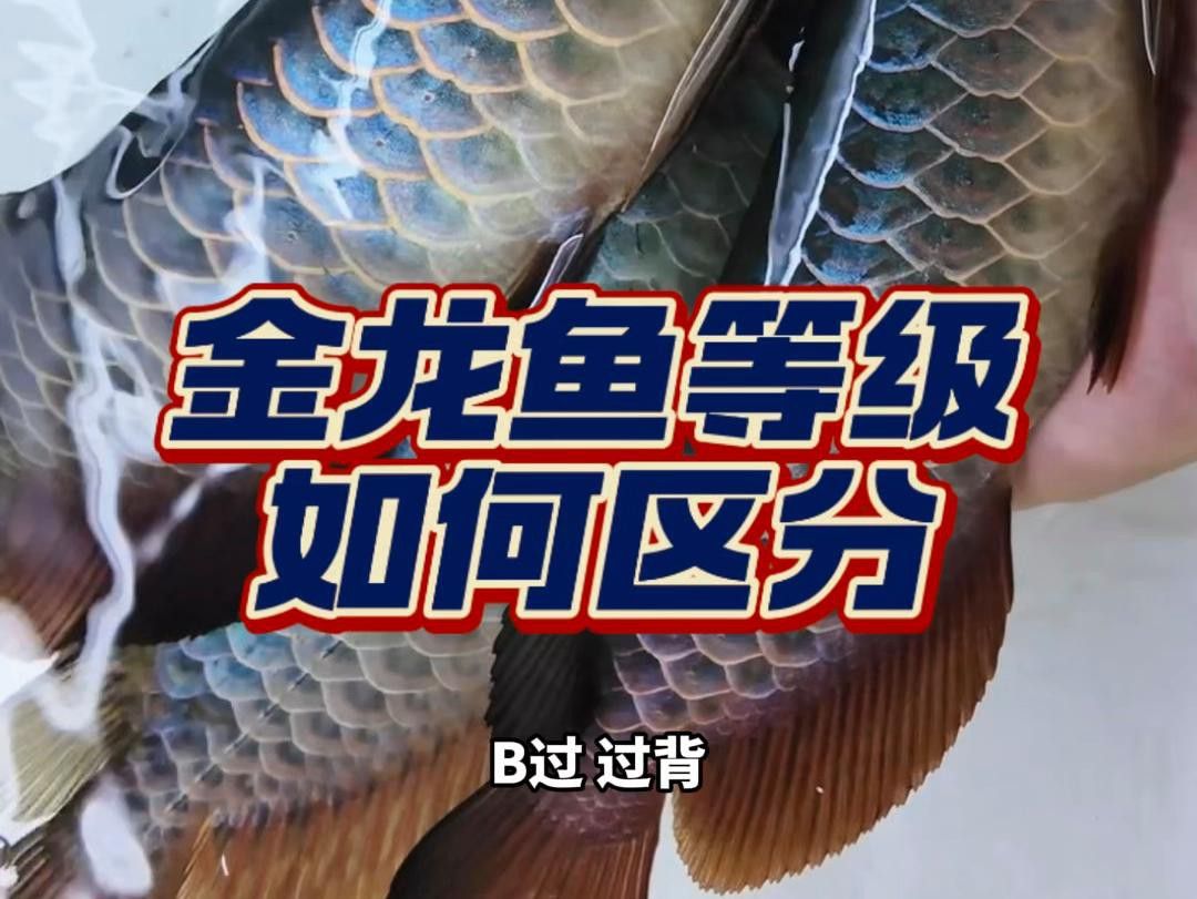 如何判斷金龍魚是否為B過 如何判斷金龍魚是否為B過 龍魚百科