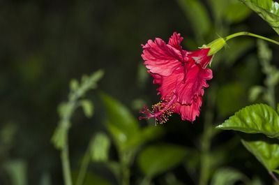 天津北辰區(qū)新宜白大道龍魚(yú)批發(fā)市場(chǎng)名稱（天津北辰區(qū)新宜白大道附近的龍魚(yú)批發(fā)市場(chǎng)是中環(huán)花鳥(niǎo)魚(yú)蟲(chóng)市場(chǎng)）