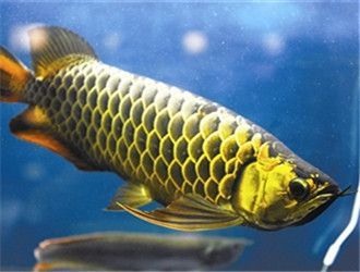 過背金龍魚挑選技巧和方法圖解