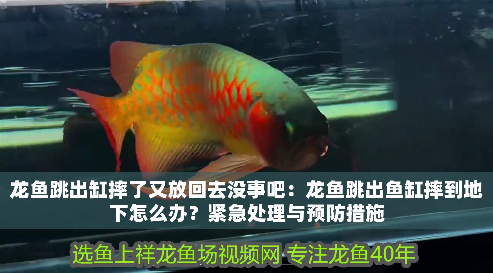 龍魚跳出缸摔了又放回去沒事吧：龍魚跳出魚缸摔到地下怎么辦？緊急處理與預(yù)防措施
