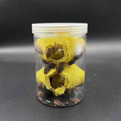 金龍魚幼體：金龍魚幼體在飼養過程中需要考慮到其生理特性和飼養環境的設置