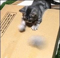 龍貓多久會玩膩一個玩具？