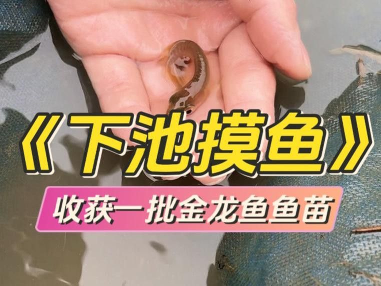 金頭金龍魚適合新手飼養嗎？