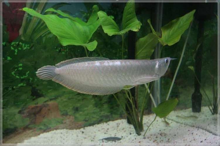 銀龍魚圖片高清