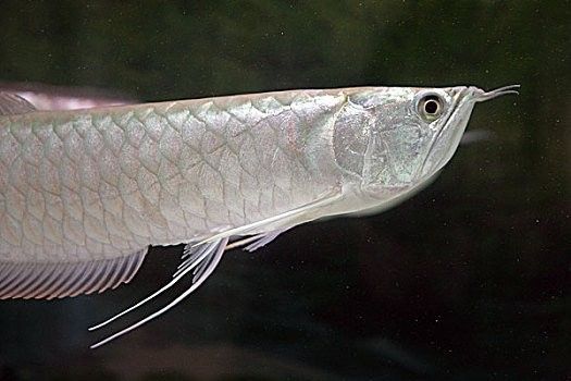 銀龍魚圖片高清