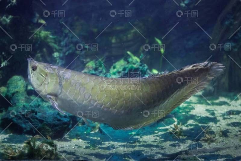 銀龍魚圖片高清
