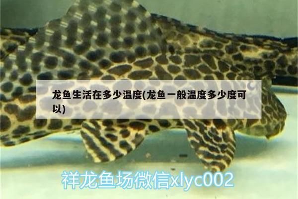 龍魚溫度多少度：龍魚水溫過高怎么辦