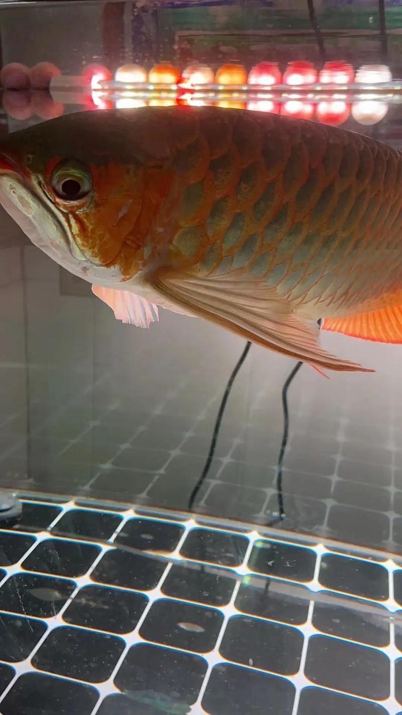 龍魚掉眼是什么樣的圖片大全