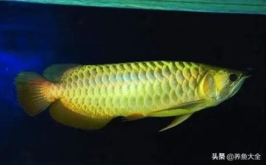 龍魚產卵后的孵化技巧：龍魚產卵后孵化技巧