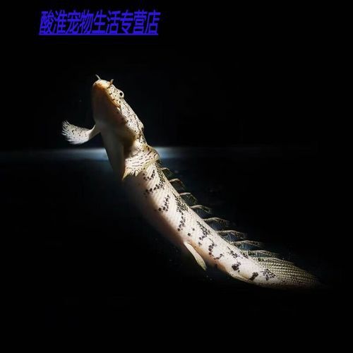 恐龍魚圖片