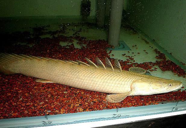 恐龍魚圖片
