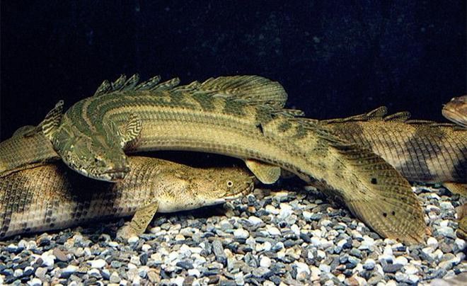 恐龍魚圖片