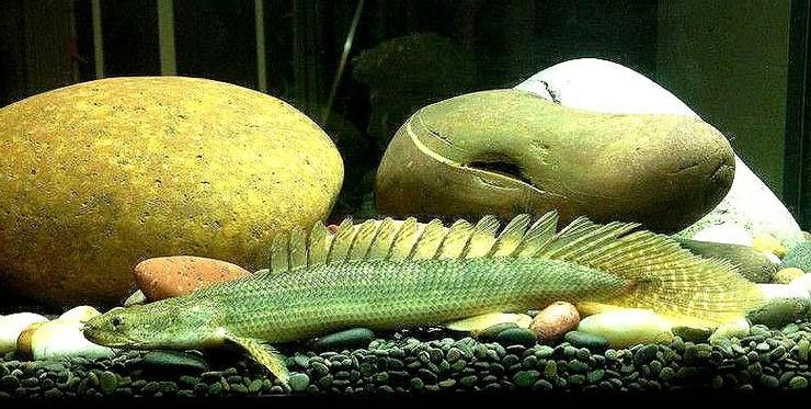 恐龍魚圖片