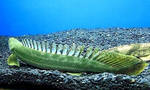 恐龍魚圖片