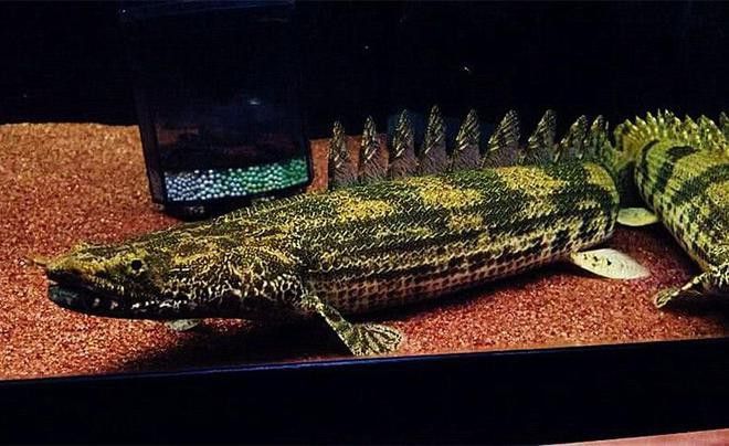 恐龍魚圖片