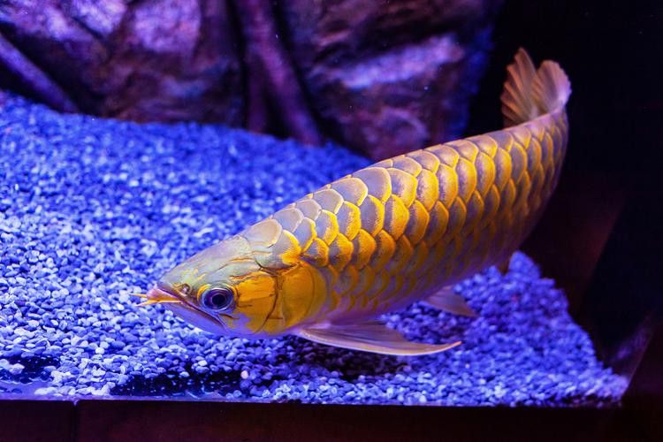 提供幾張金龍魚(yú)高清圖片