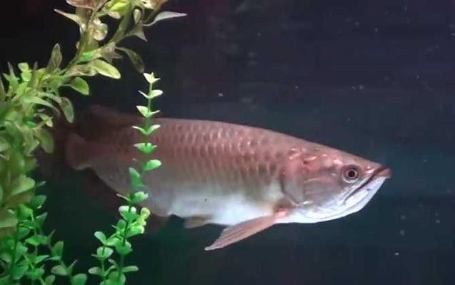 銀龍魚嘴上的須子斷了還能長出嗎圖片