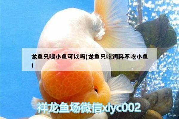 龍魚喂小魚死的還是活的（喂養(yǎng)龍魚時(shí)，應(yīng)避免喂食小魚死的小魚還是活的小魚死的）