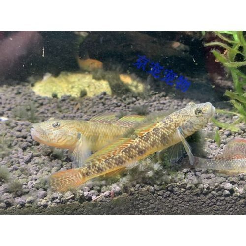 雷龍魚可以和蝦虎混養(yǎng)嗎圖片